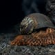 El caracol con armadura de hierro y su riesgo por minería
