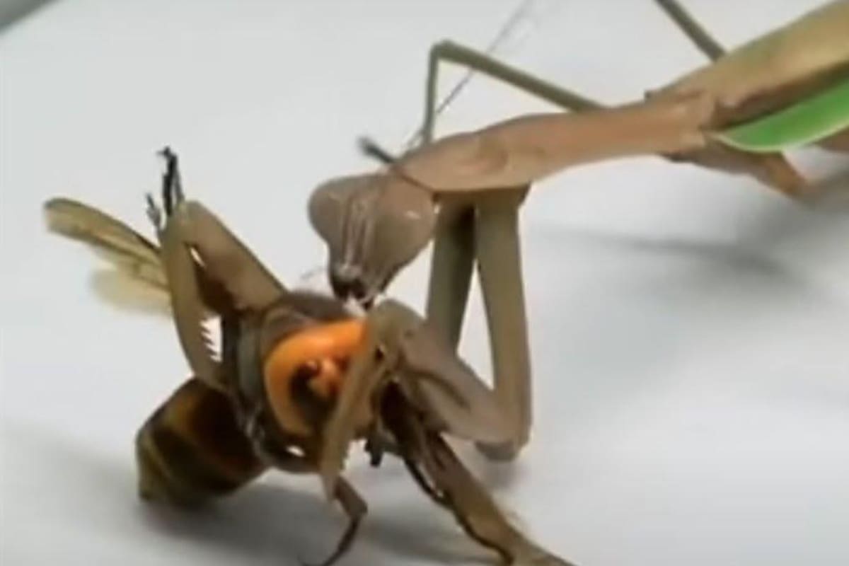 La mantis religiosa, depredadora de la "avispa asesina"
