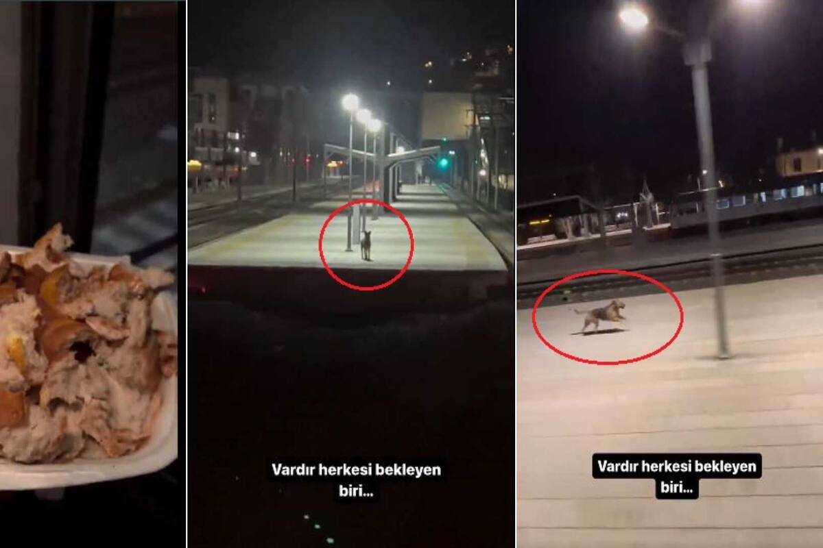 VIDEO: Perrito se hace viral por esperar a conductor de tren que todos los días le da de comer