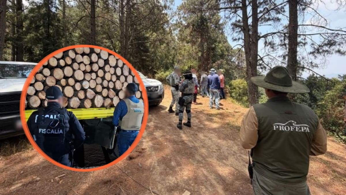 Más de mil árboles fueron derribados ilegalmente en Michoacán para abrir paso a huertos de aguacate, construcciones y obras sin permiso, por lo que Profepa clausuró cuatro predios en zonas protegidas y advirtió daños a ecosistemas clave para el agua