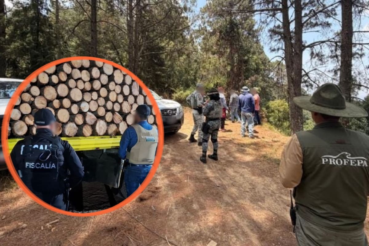 Más de mil árboles fueron derribados ilegalmente en Michoacán para abrir paso a huertos de aguacate, construcciones y obras sin permiso, por lo que Profepa clausuró cuatro predios en zonas protegidas y advirtió daños a ecosistemas clave para el agua