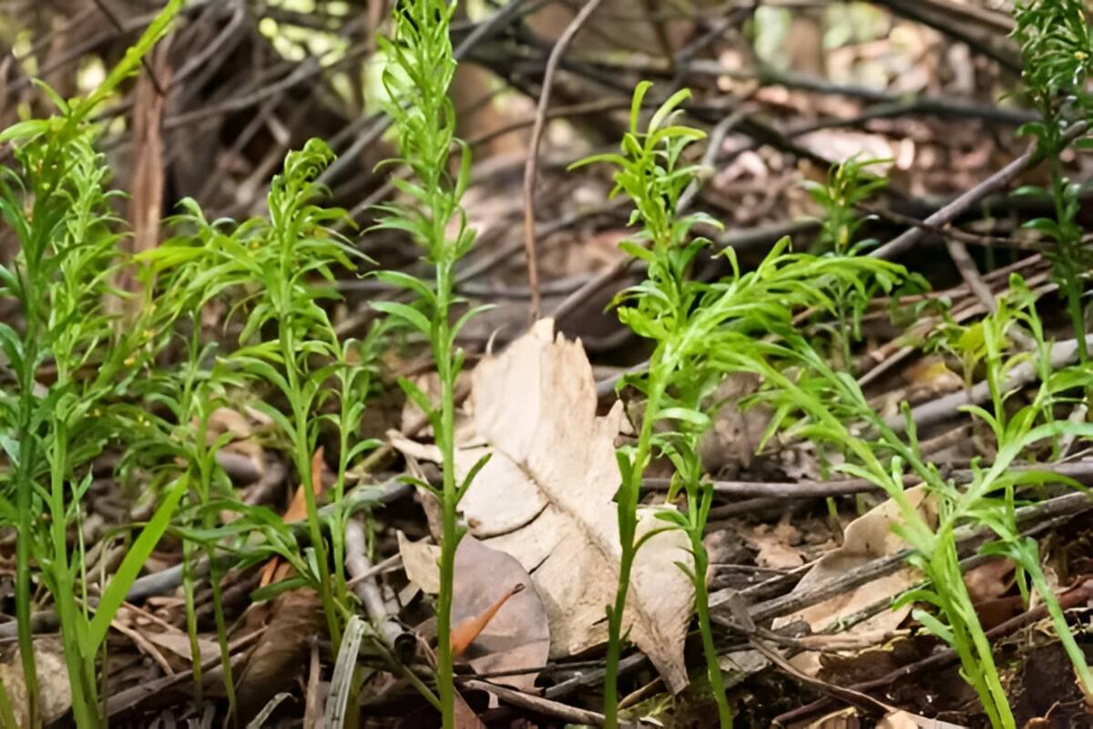 Descubren helecho con la mayor cantidad de ADN en la Tierra