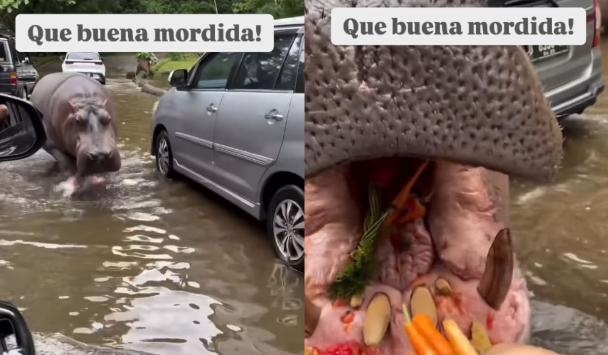 Hipopótamo camina entre autos atascados en el agua y la gente aprovecha para alimentarlo