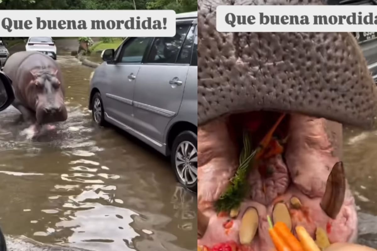 Hipopótamo camina entre autos atascados en el agua y la gente aprovecha para alimentarlo