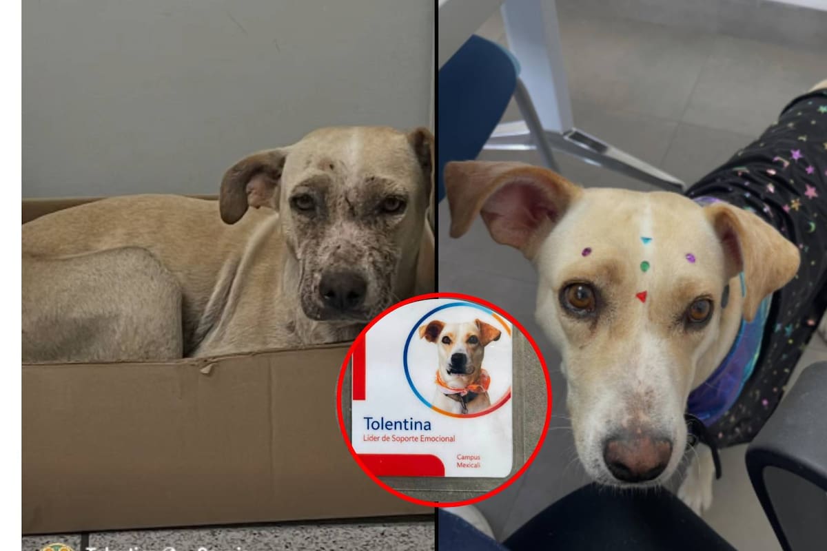 De perrita de la calle a ser parte de una universidad en Mexicali: La emotiva historia de Tolentina
