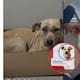 De perrita de la calle a integrante de una universidad