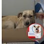 De perrita de la calle a ser parte de una universidad en Mexicali: La emotiva historia de Tolentina