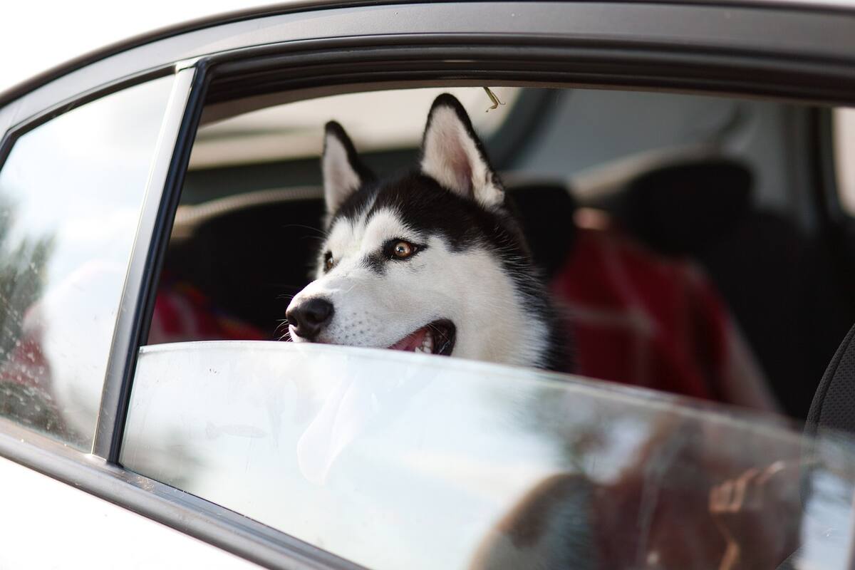 Consejos para viajar con tu perro en coche