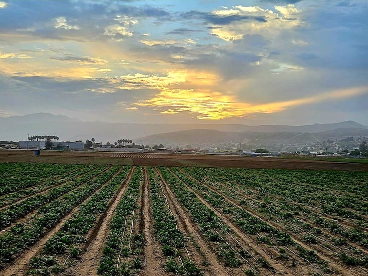 Empresas agrícolas de Maneadero registran pérdidas por mal año