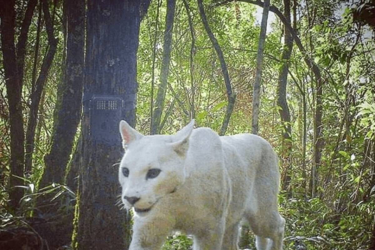 Captan imágenes de puma blanco