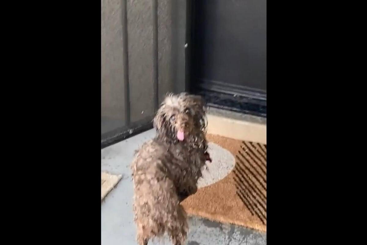 Perrito se hace viral en TikTok por la reacción que hace al escuchar los regaños de su dueña