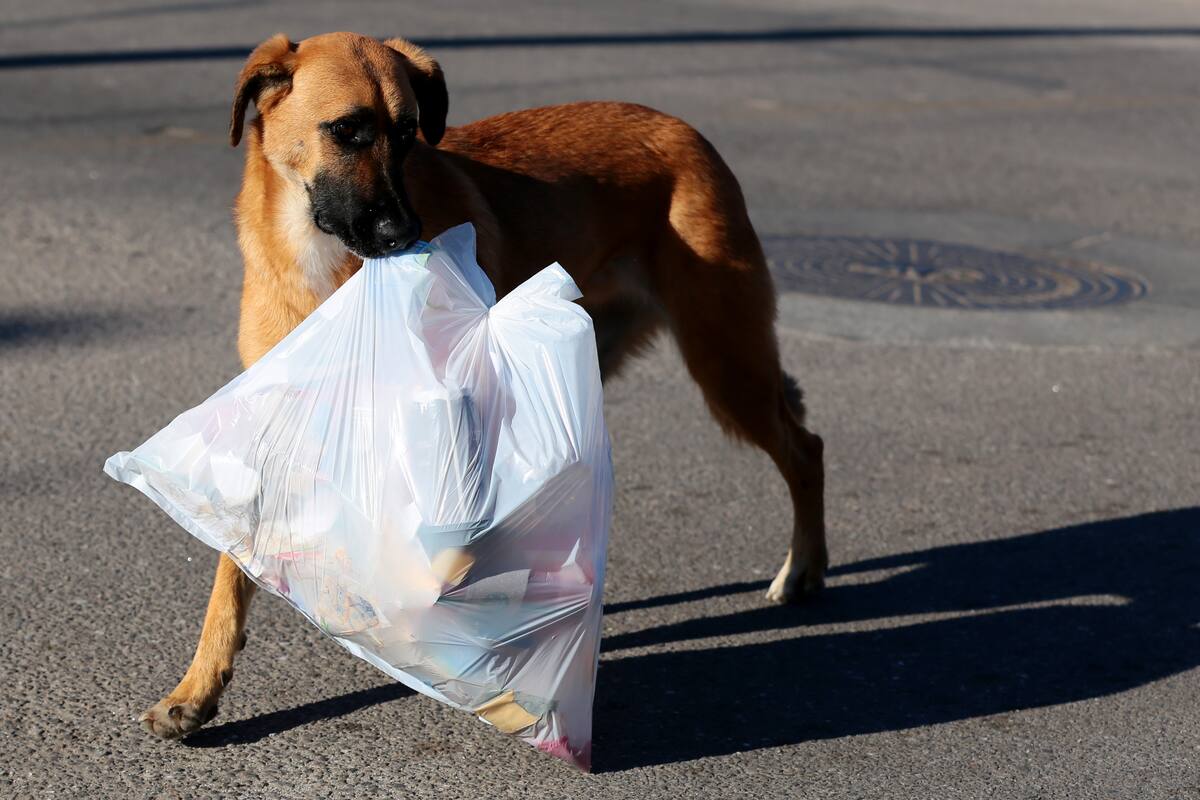 Estiman que hasta 500 perros callejeros viven en La Robledo