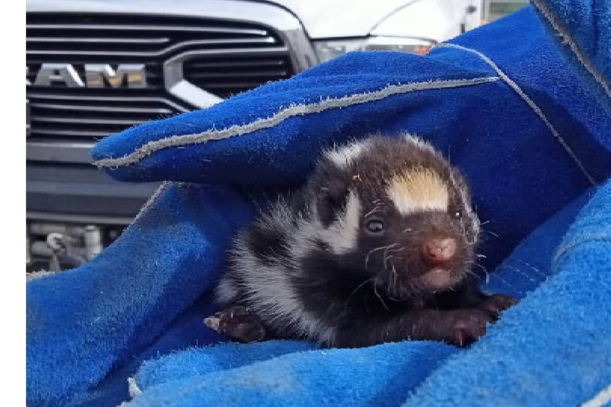 Zorrillo es rescatado en el patio trasero de una casa en Querétaro