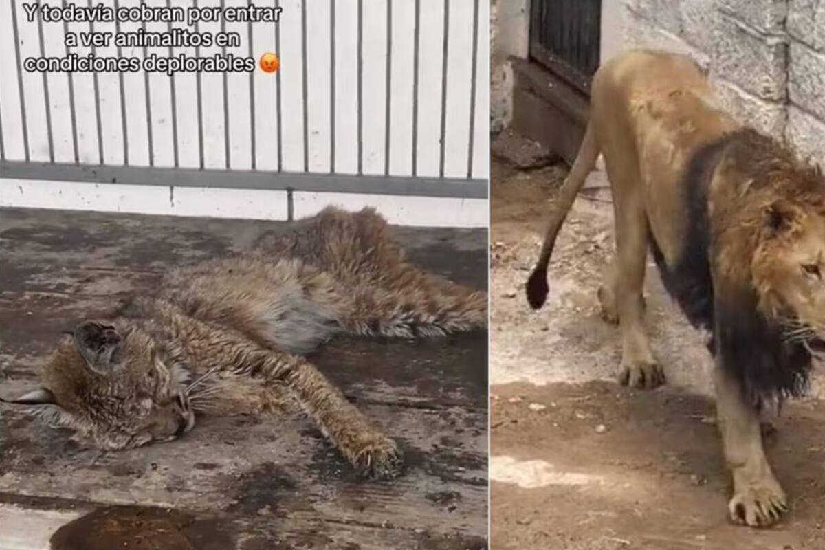 Bioparque La Cueva se defiende tras polémico video de maltrato animal