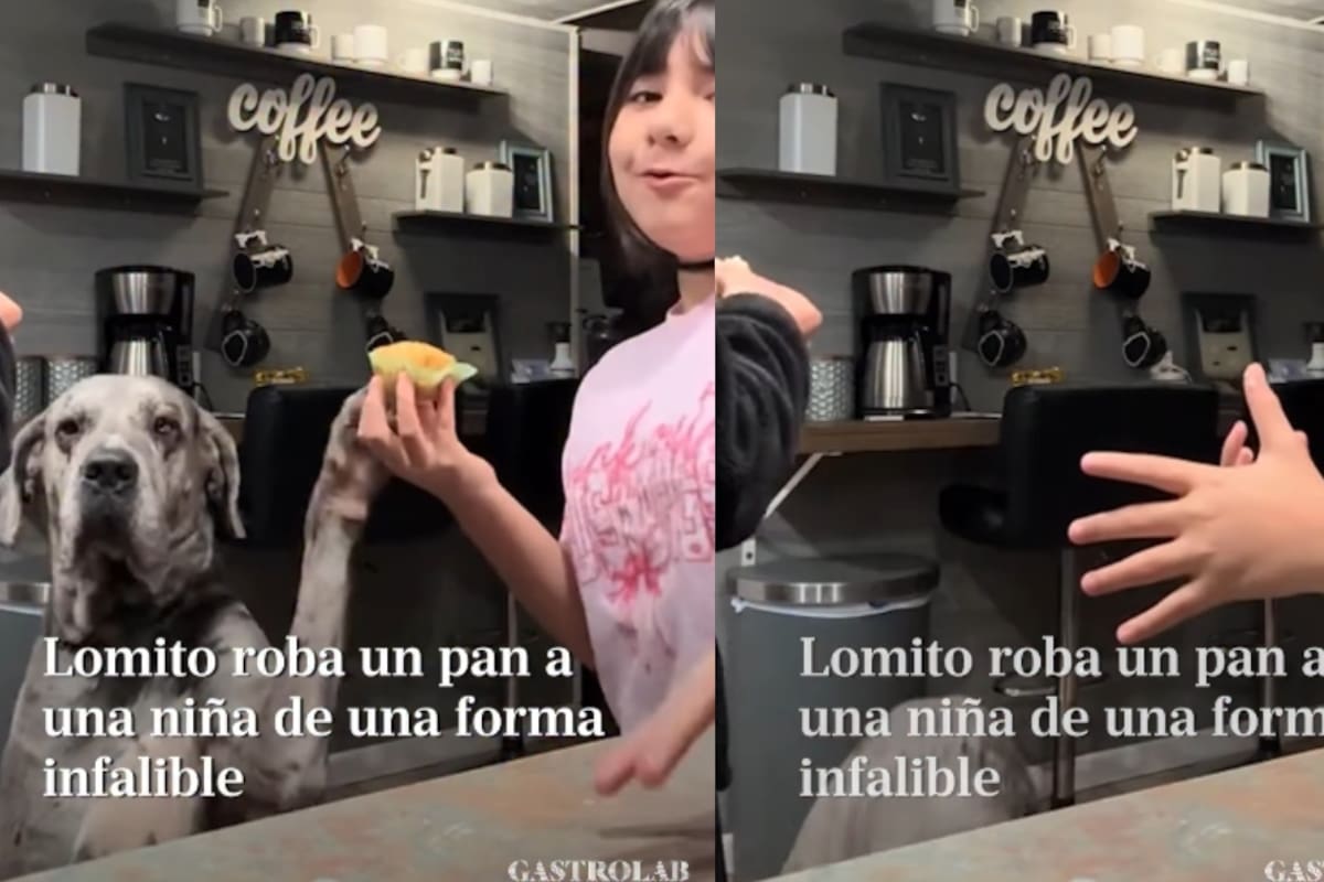 “El perro: matanga dijo la changa”: lomito se hace viral al robarle un pan directamente de la mano a su dueña