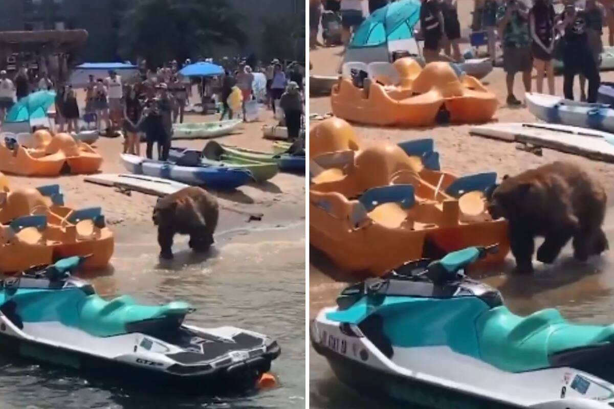 Video: Oso sorprende a visitantes en playa de South Lake Tahoe, California
