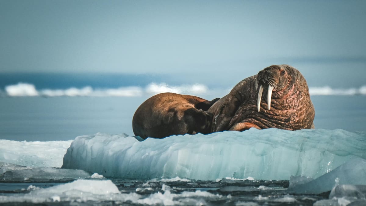 Rescatan en Alaska a una cría de morsa huérfana que estaba amenazada por gaviotas y osos polares y, tras esperar tres días por una tormenta, la trasladan a un centro donde vivirá bajo cuidado humano porque no podrá regresar a la naturaleza