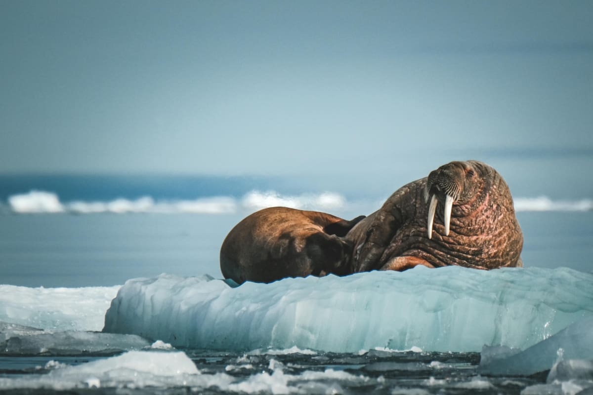 Rescatan en Alaska a una cría de morsa huérfana que estaba amenazada por gaviotas y osos polares y, tras esperar tres días por una tormenta, la trasladan a un centro donde vivirá bajo cuidado humano porque no podrá regresar a la naturaleza