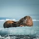 Rescatan en Alaska a una cría de morsa huérfana que estaba amenazada por gaviotas y osos polares y, tras esperar tres días por una tormenta, la trasladan a un centro donde vivirá bajo cuidado humano porque no podrá regresar a la naturaleza