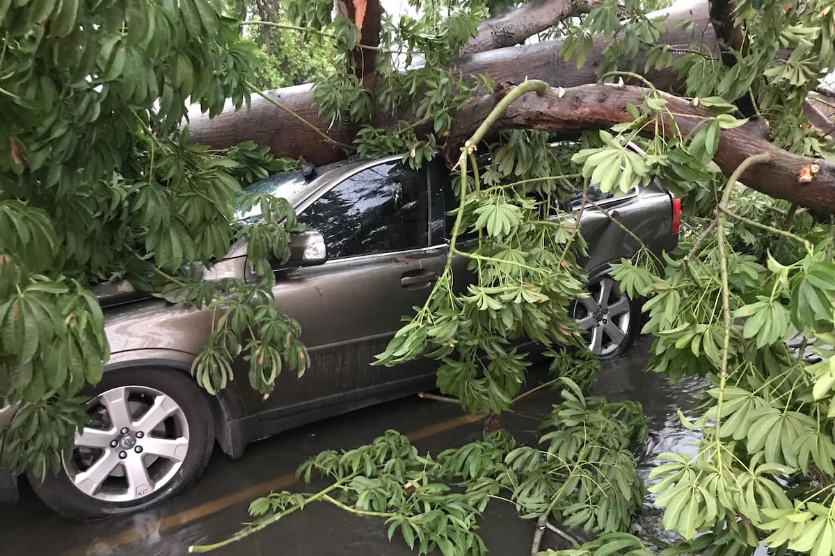 Lluvia en Hermosillo causa caída de árboles y bardas