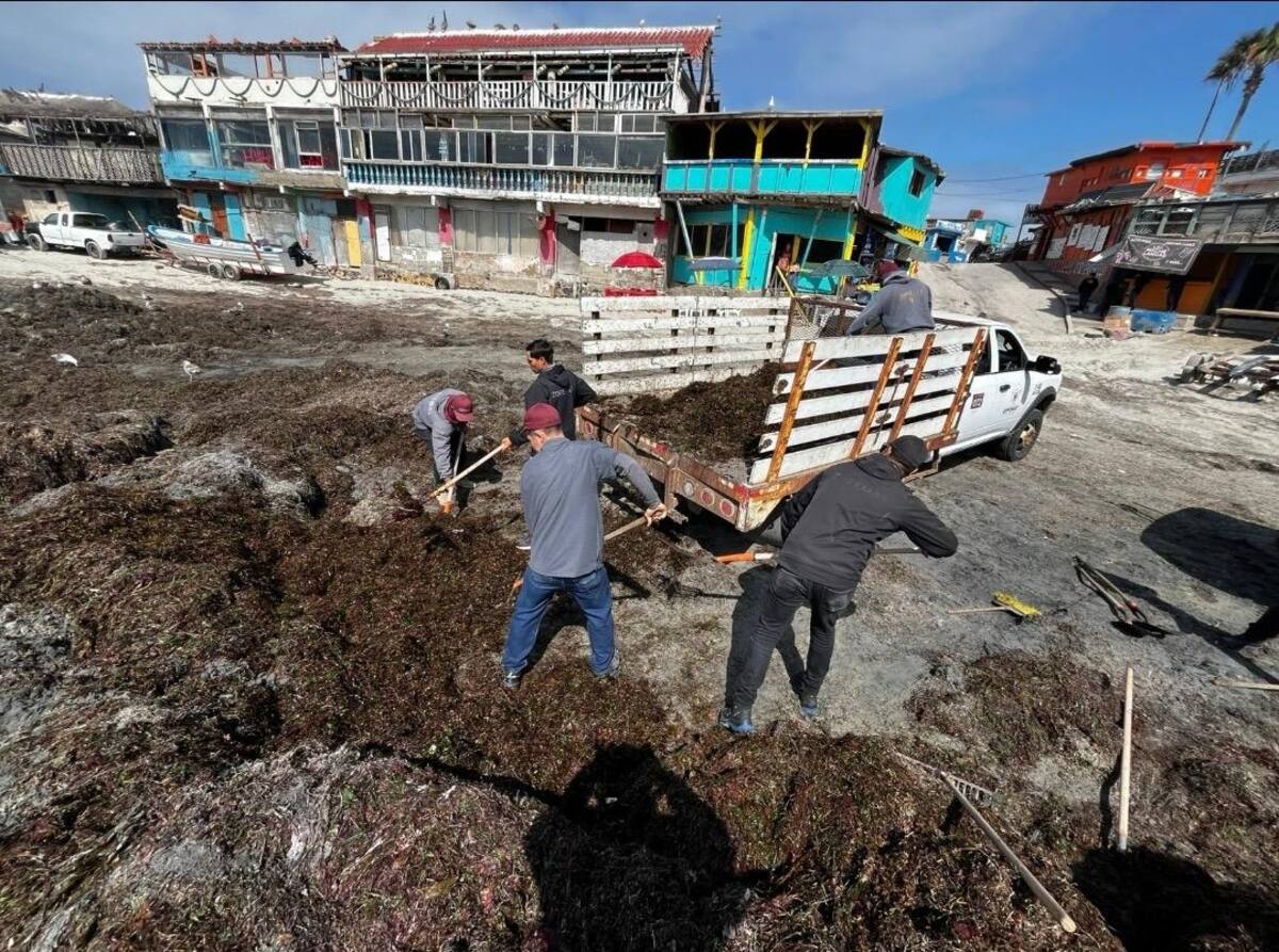 Continuarán monitoreando el comportamiento del sargazo en la costa rosaritense para atender nuevos acumulamientos. Foto: Carmen Gutiérrez