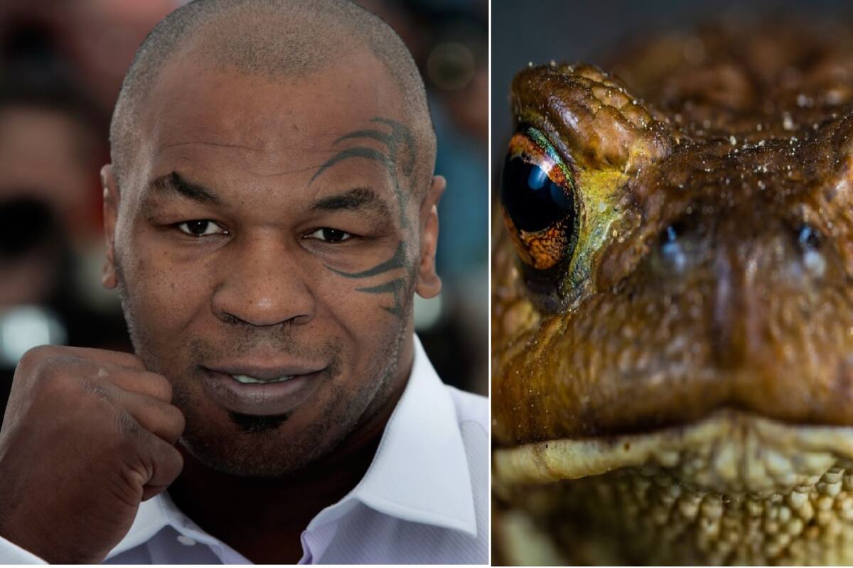¡Ritual milenario! Mike Tyson y el sapo alucinógeno