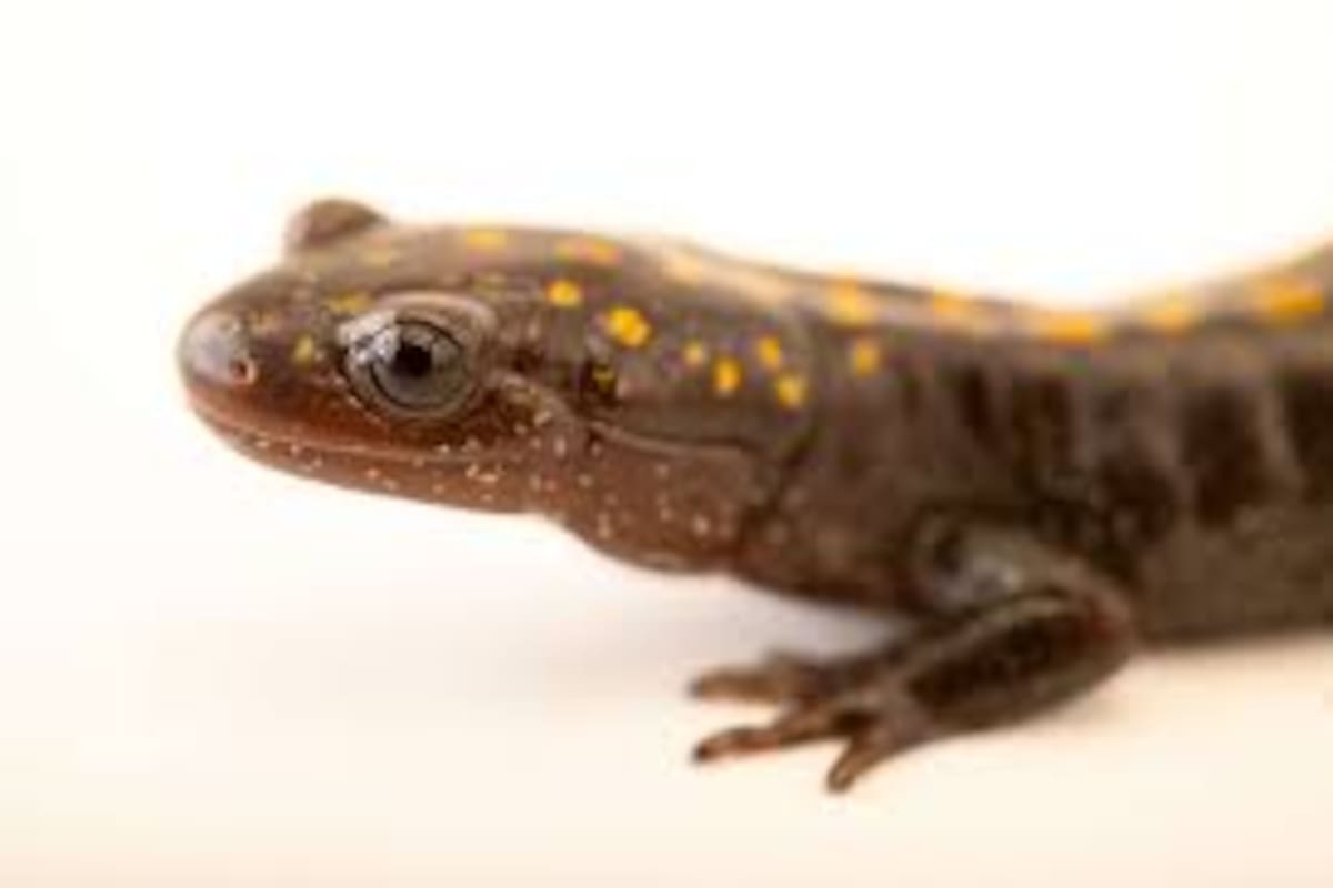 La salamandra que desafía la extinción en California