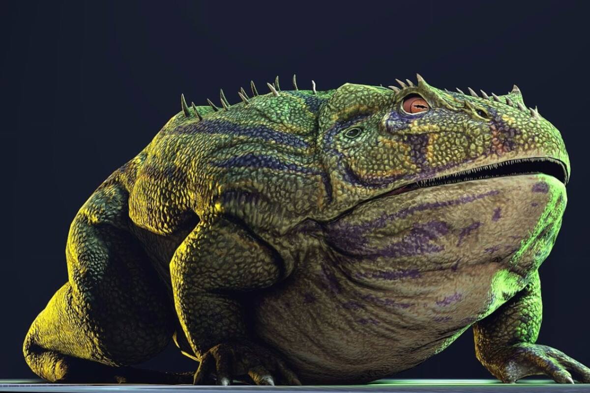 La rana que tenía el tamaño de un gato: La rana Beezelzebufo