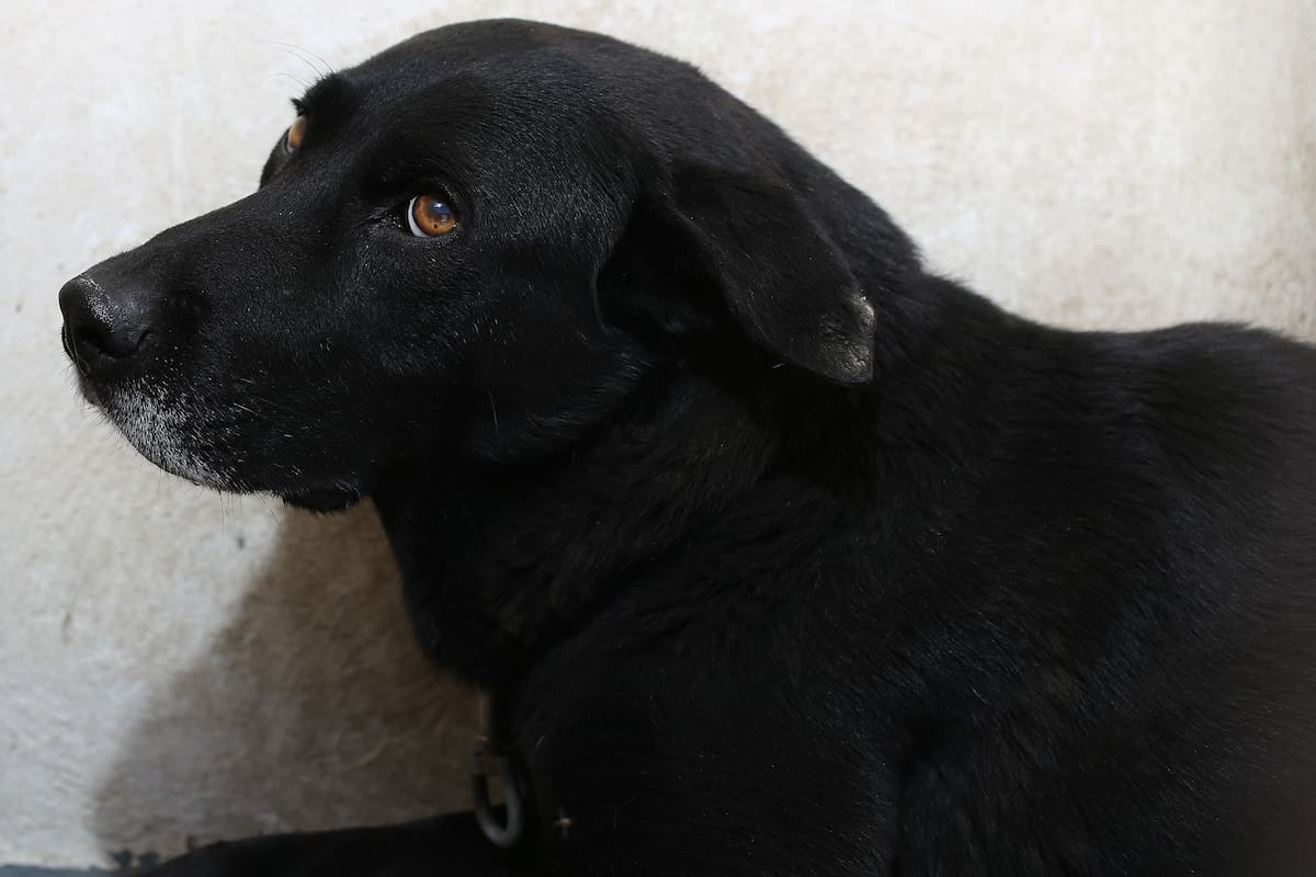 Casi 3 mil perros y gatos fueron esterilizados en 2025 en SLRC