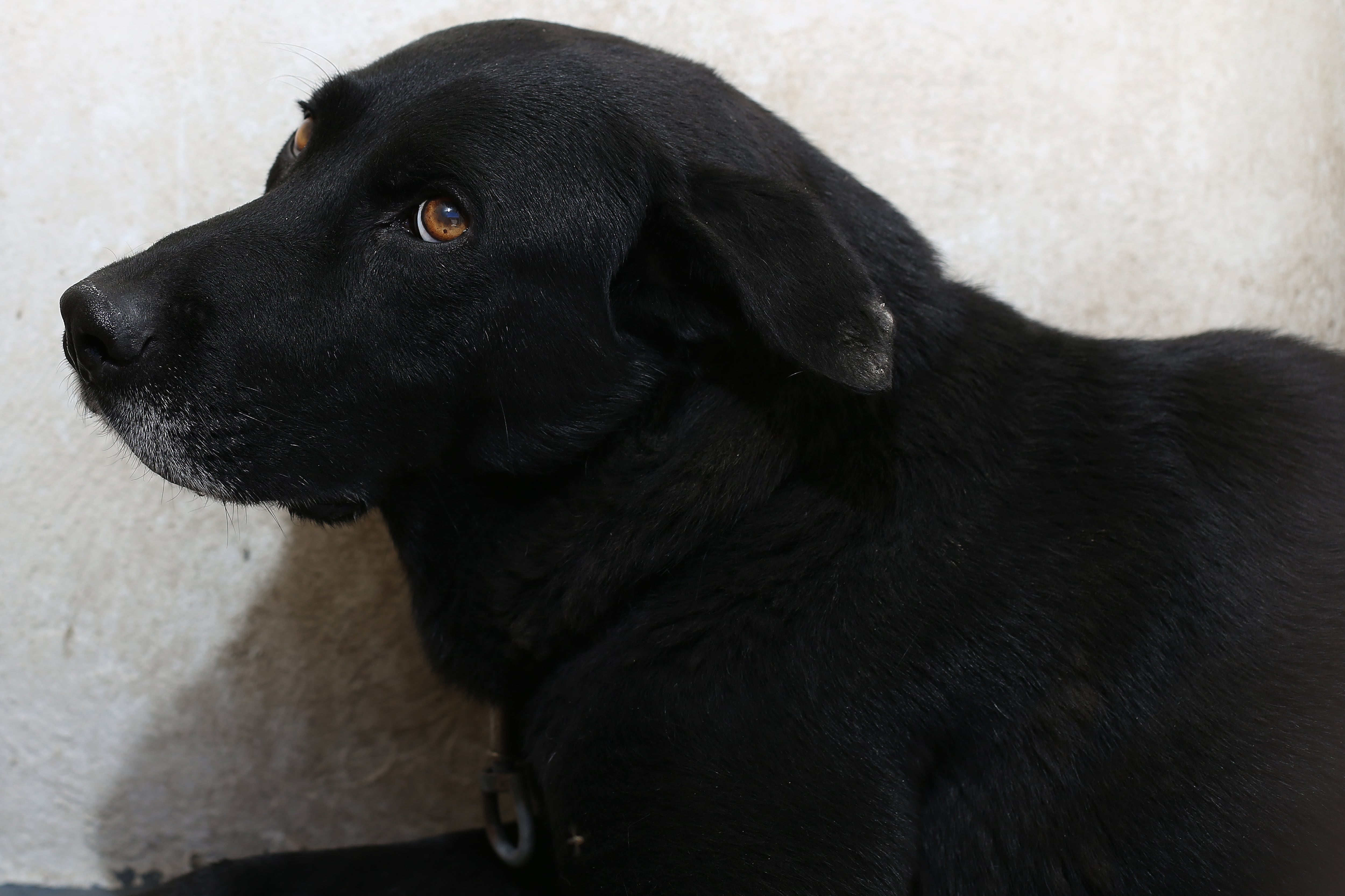 En el ámbito clínico, los equipos veterinarios detectaron desnutrición severa, sarna, tumores sin atender y heridas abiertas, que en algunos casos derivaron en ceguera o parálisis. Foto: Cortesía.