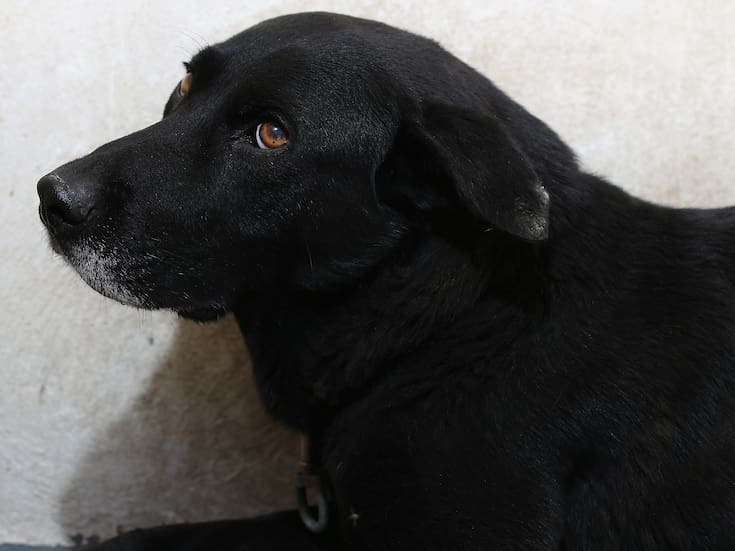 Casi 3 mil perros y gatos fueron esterilizados en 2025 en SLRC