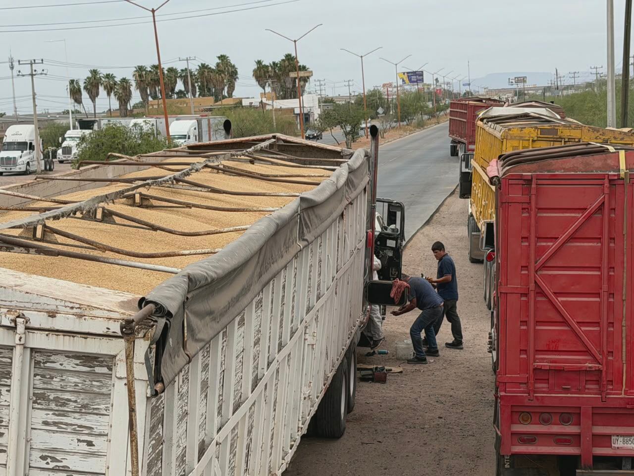 Transportistas que recorren el tramo Navojoa–Obregón señalaron que las largas filas para entregar el grano los obligan a dormir dentro de los dompes por miedo a robos. | Foto: Mayra Echeverría.