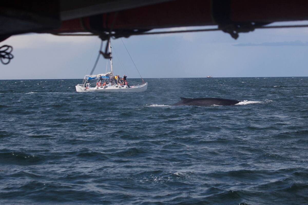 ¿Tienes planeado visitar a las ballenas? Aquí algunas recomendaciones