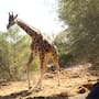 Nueva jirafa dispara visitas al Ecosafari de Sonora con casi 12 mil asistentes y filas de hasta 50 minutos durante Semana Santa