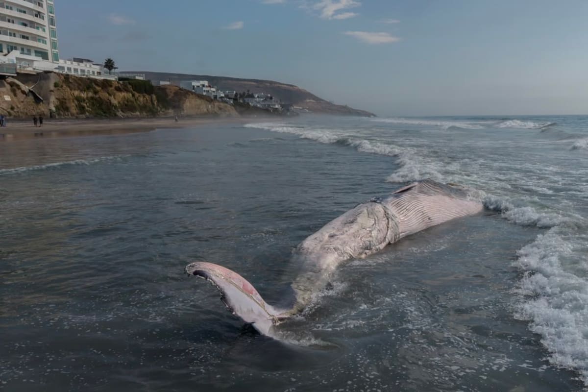Aparece ballena muerta de 12 metros en Playas de Tijuana