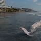 Aparece ballena muerta de 12 metros en Playas de Tijuana