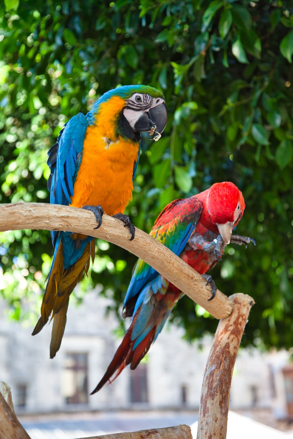 Además, los inspectores federales han documentado que los traficantes someten a las aves a maltrato físico extremo para hacerlas más “atractivas” o hacerlas pasar por otras especie