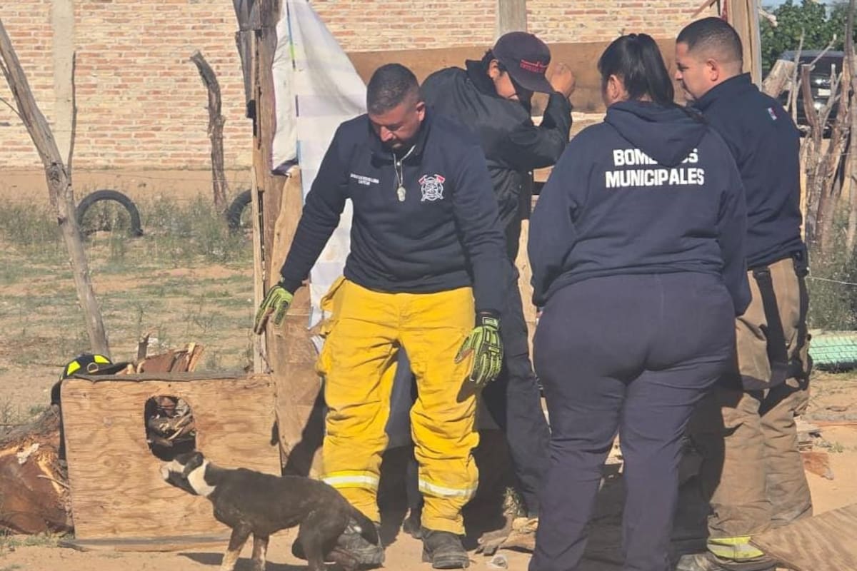 Bomberos de San Luis Rio Colorado rescatan a perrito atrapado en una letrina