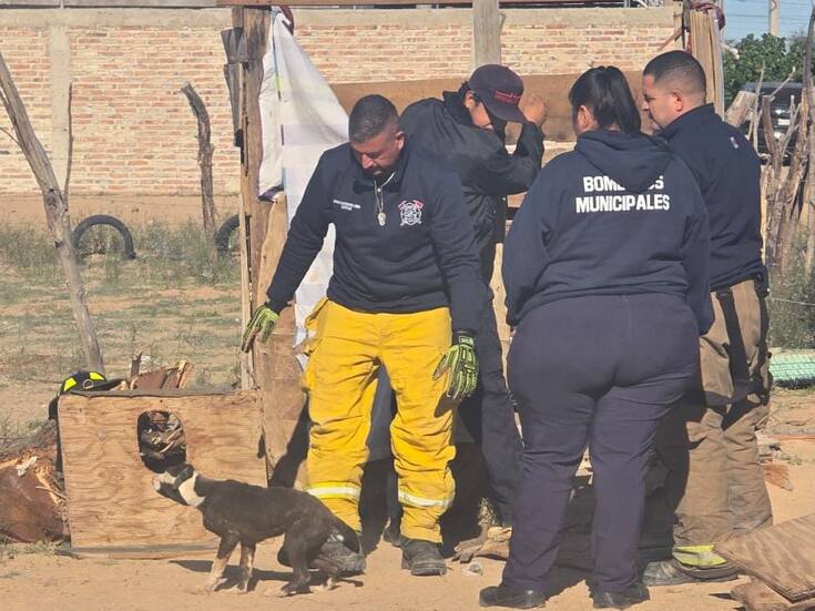 Bomberos de San Luis Rio Colorado rescatan a perrito atrapado en una letrina