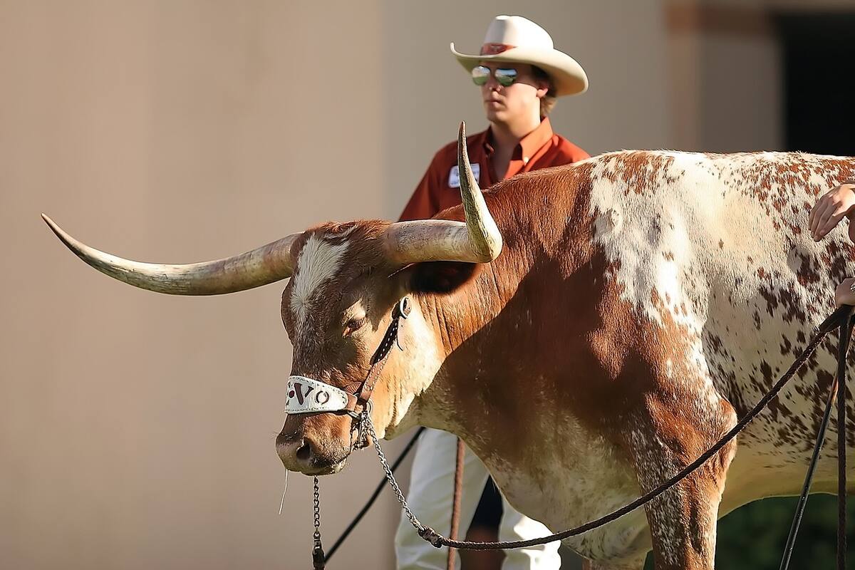 VIDEO: Un Longhorn escapa en el centro de Colorado Springs