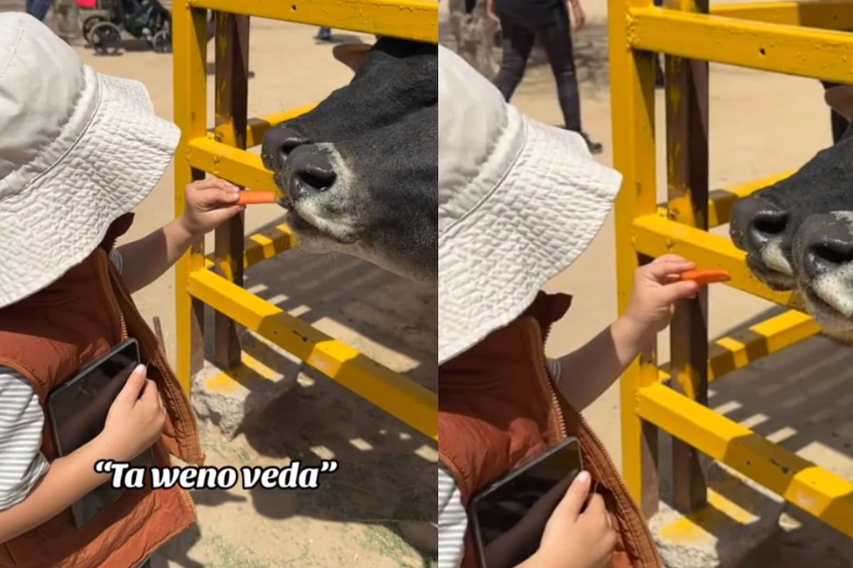 “Ta weno, ¿veda?”:Niño se viraliza por darle comida a las vacas