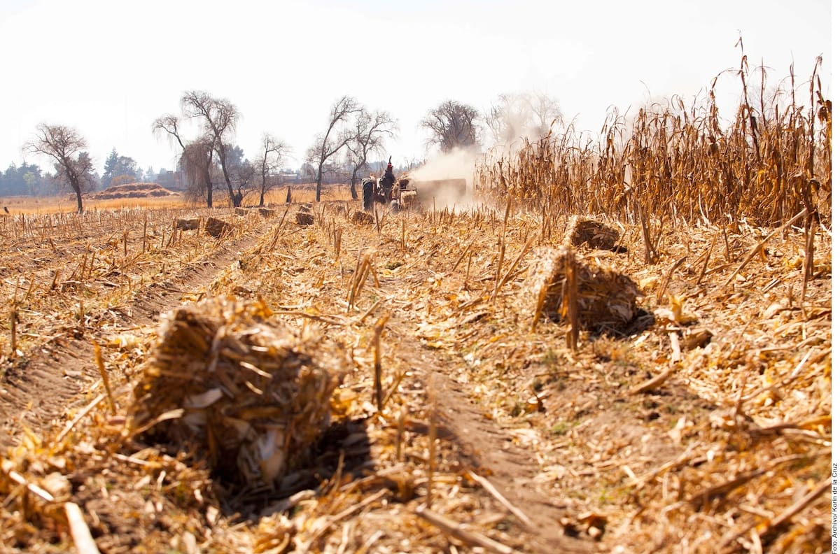 Agricultores, luego de la sequía, han sustituido los alimentos que siembran. FOTO: AGENCIA REFORMA