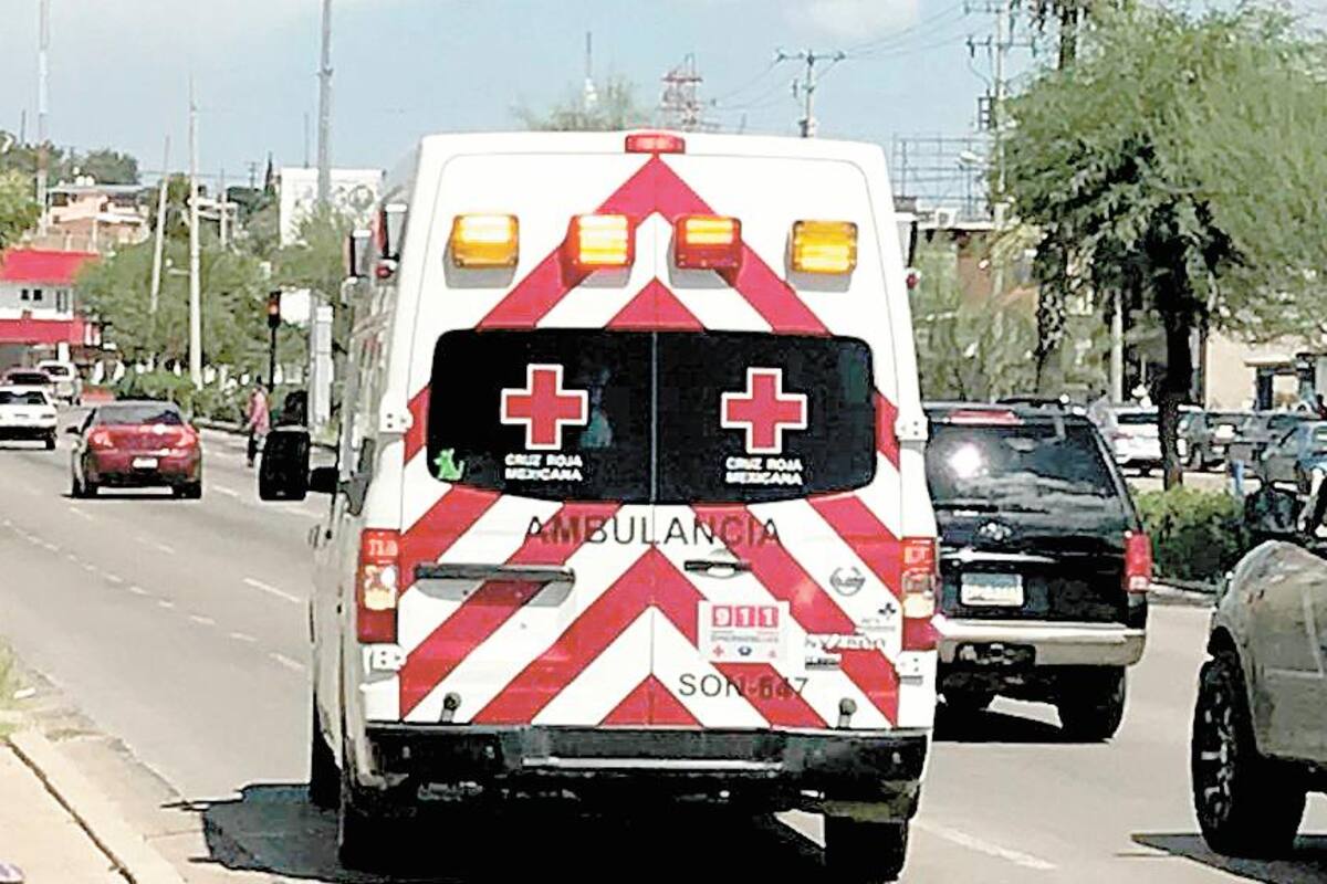 Abejas atacan a tres niños; uno sufre 28 picaduras