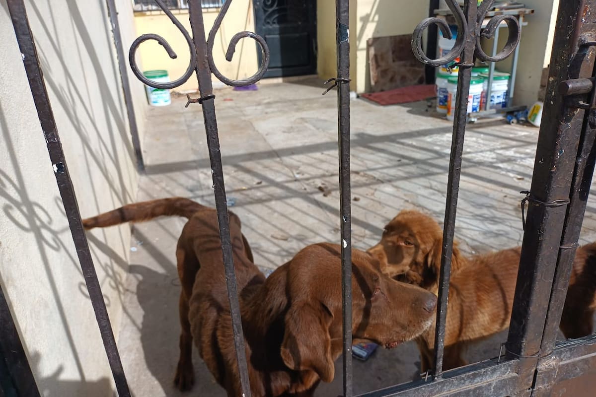 ¿Tu mascota mordió a alguien? En Hermosillo estás obligado a cubrir los gastos médicos