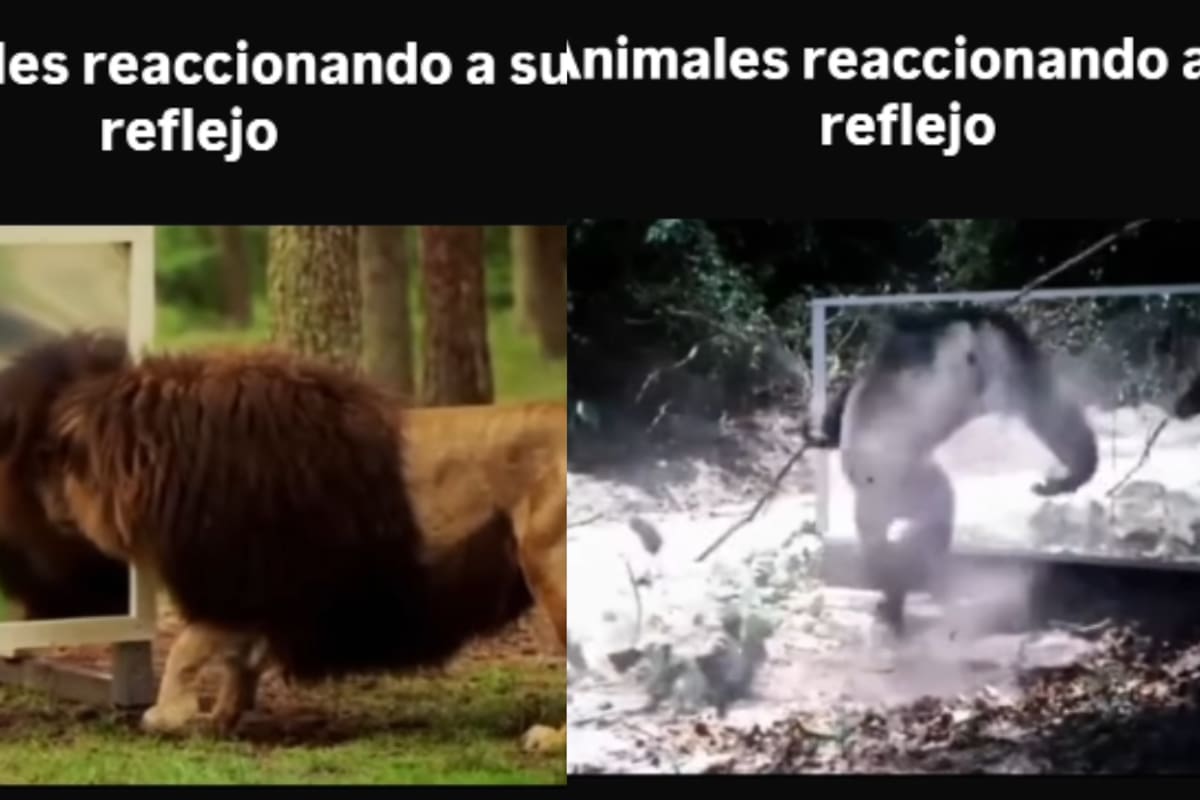 Animales son captados viendo su reflejo, y sus reacciones se vuelven virales