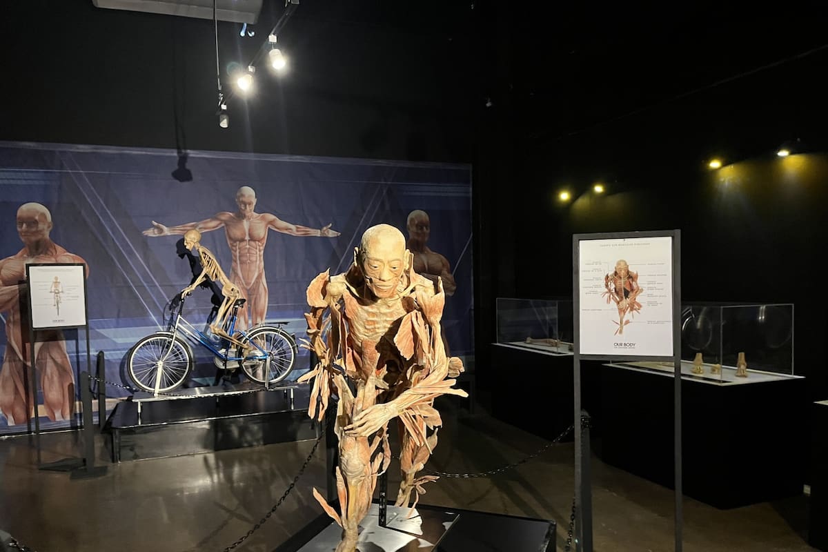 Museo Caracol amplía horario de la exposición “Our Body” durante las vacaciones de verano