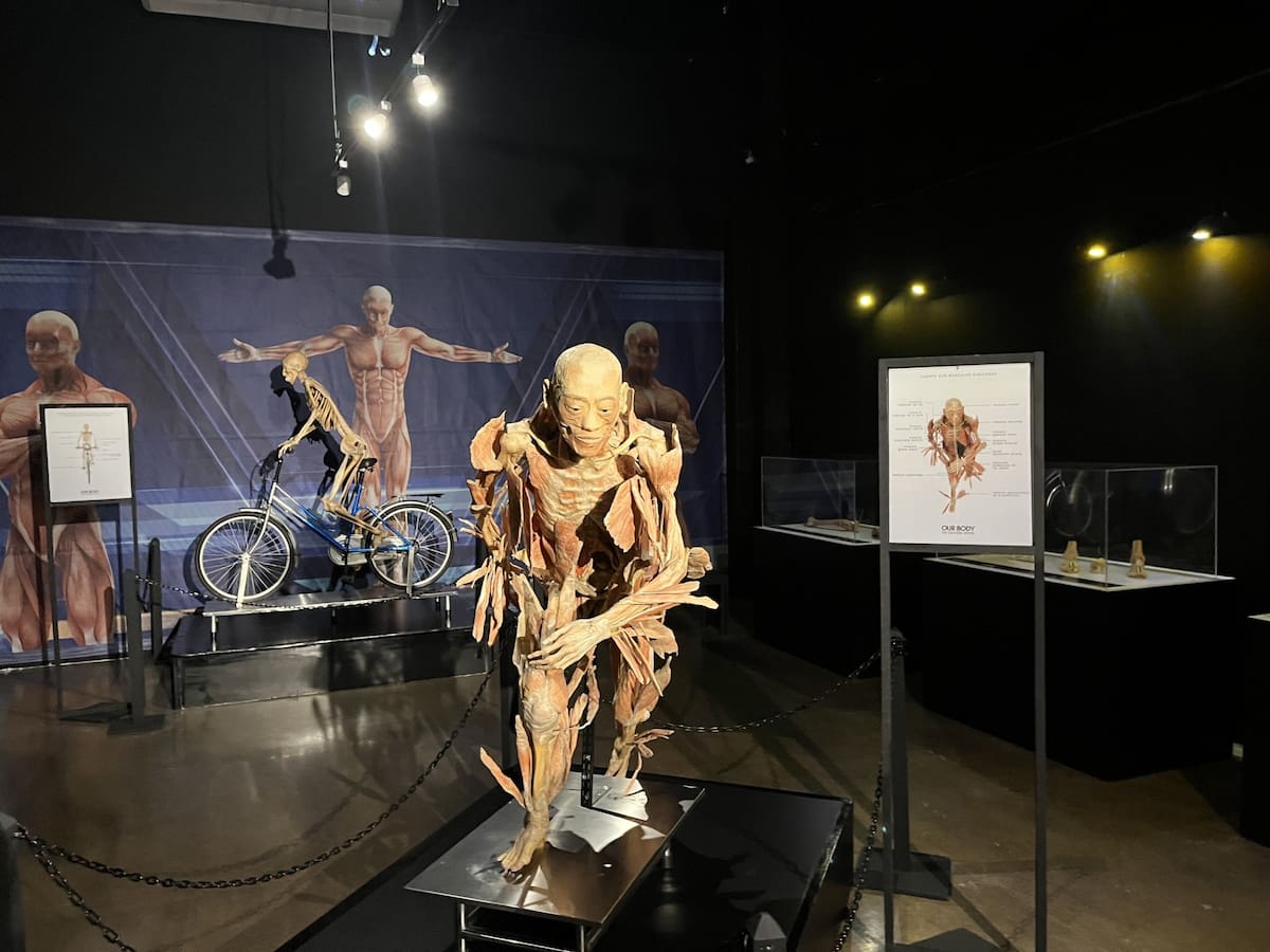 La exposición internacional "Our Body: El Universo Dentro" llegó a Caracol Museo de Ciencias, en Ensenada, con 14 cuerpos humanos reales y más de 150 piezas anatómicas.
Fotos: Jayme García.