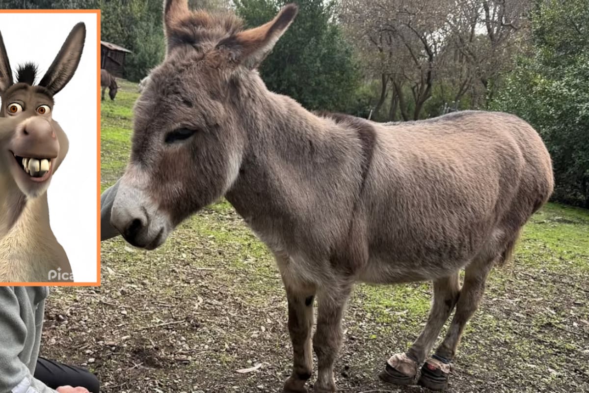 Este es Perry, el burro de Jerusalén que inspiró al personaje de Shrek