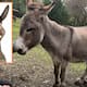 Este es Perry, el burro de Jerusalén que inspiró al personaje de Shrek