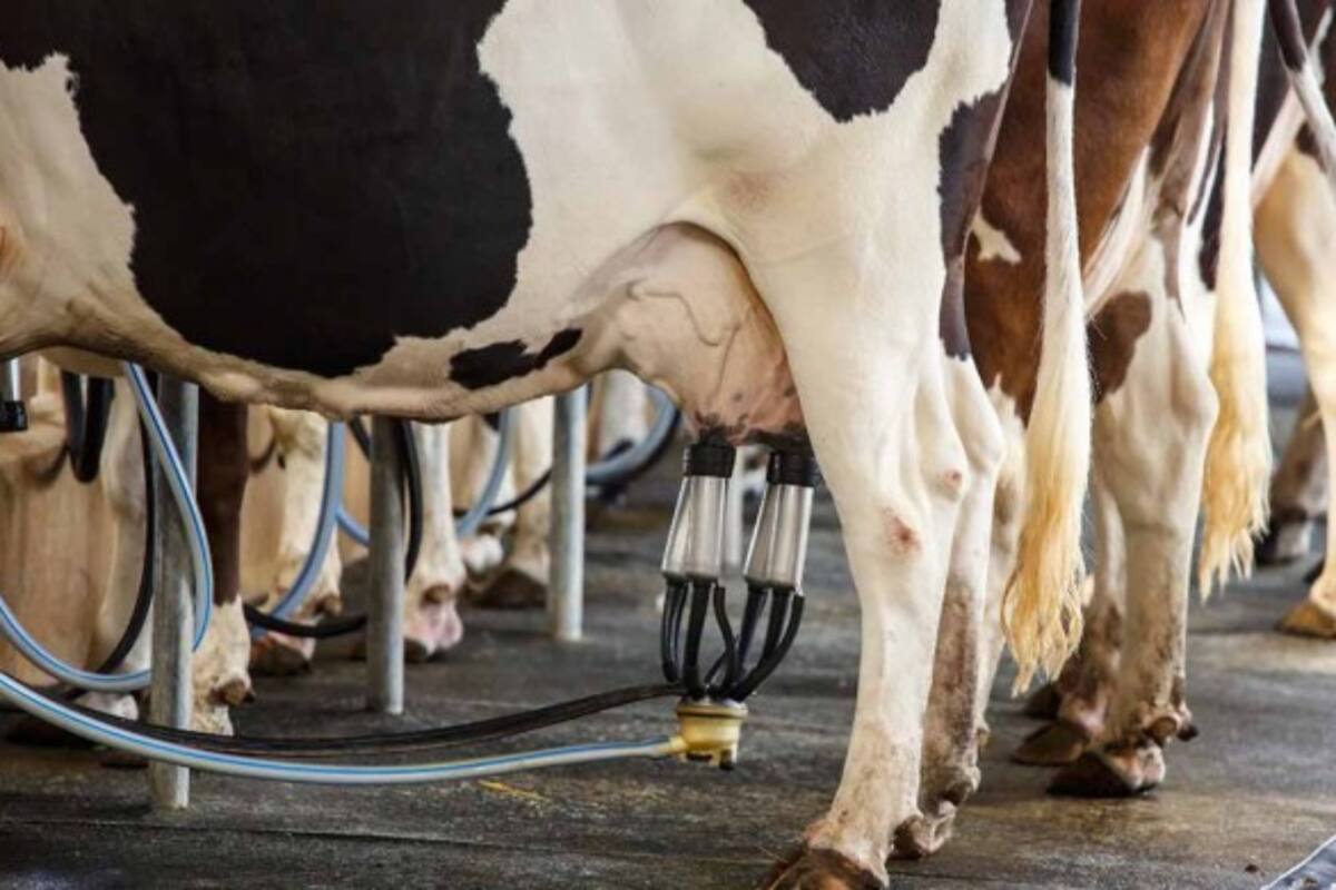 Es insuficiente precio de leche: Productores del Valle del Yaqui